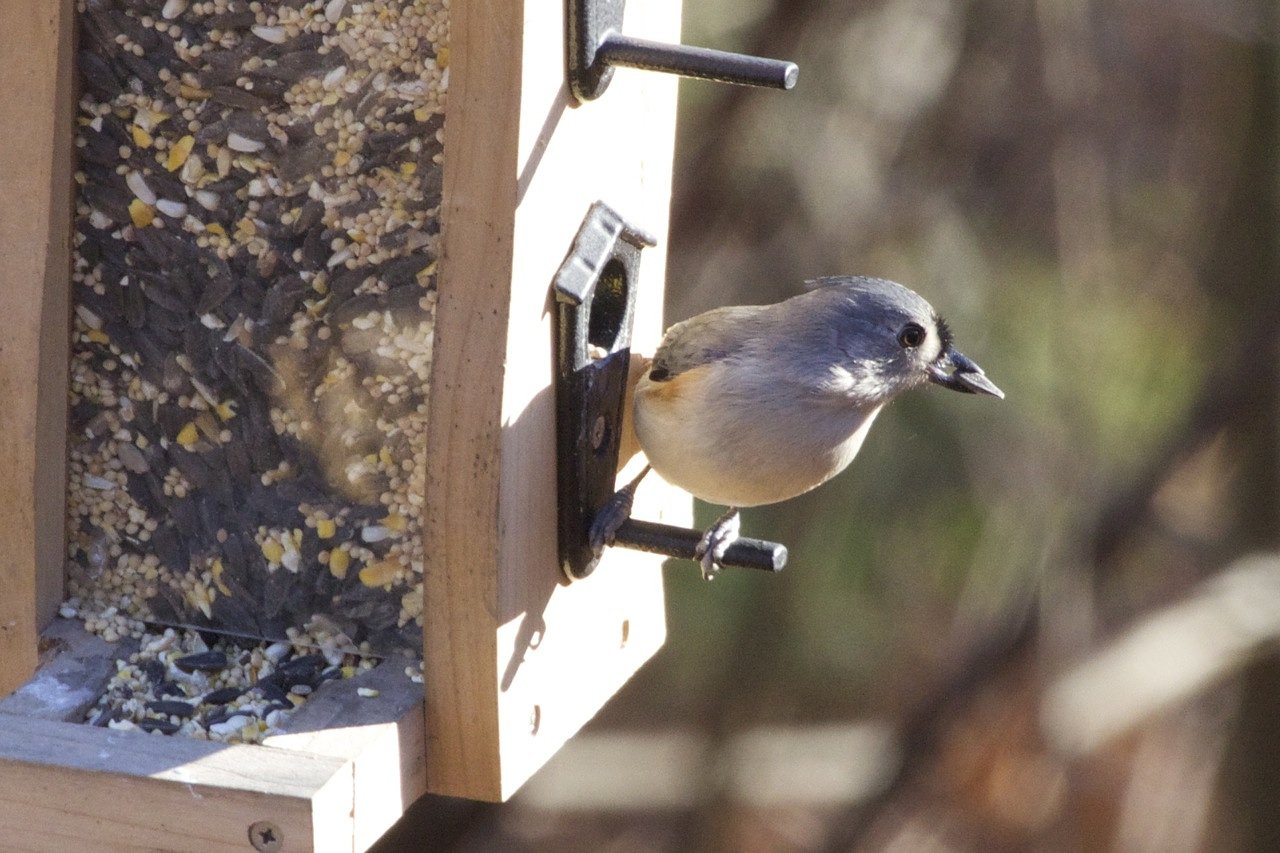 Choosing the right bird feeders and seeds