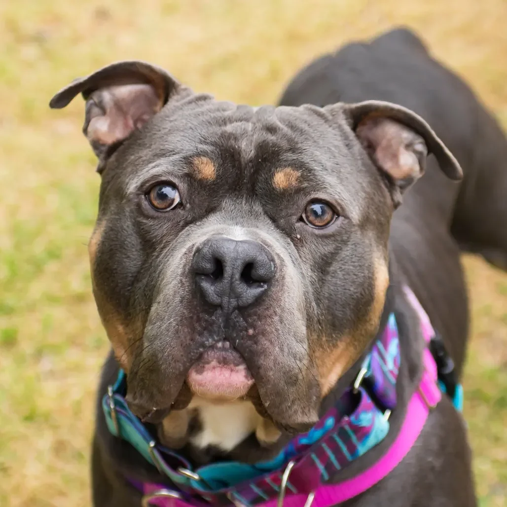 Four-year-old Rocko brings goofy charm and loyal companionship