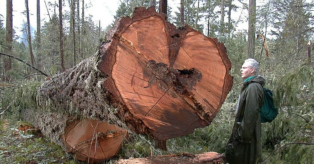 BLM needs you! Federal agencies stumped over definition of 'old growth'