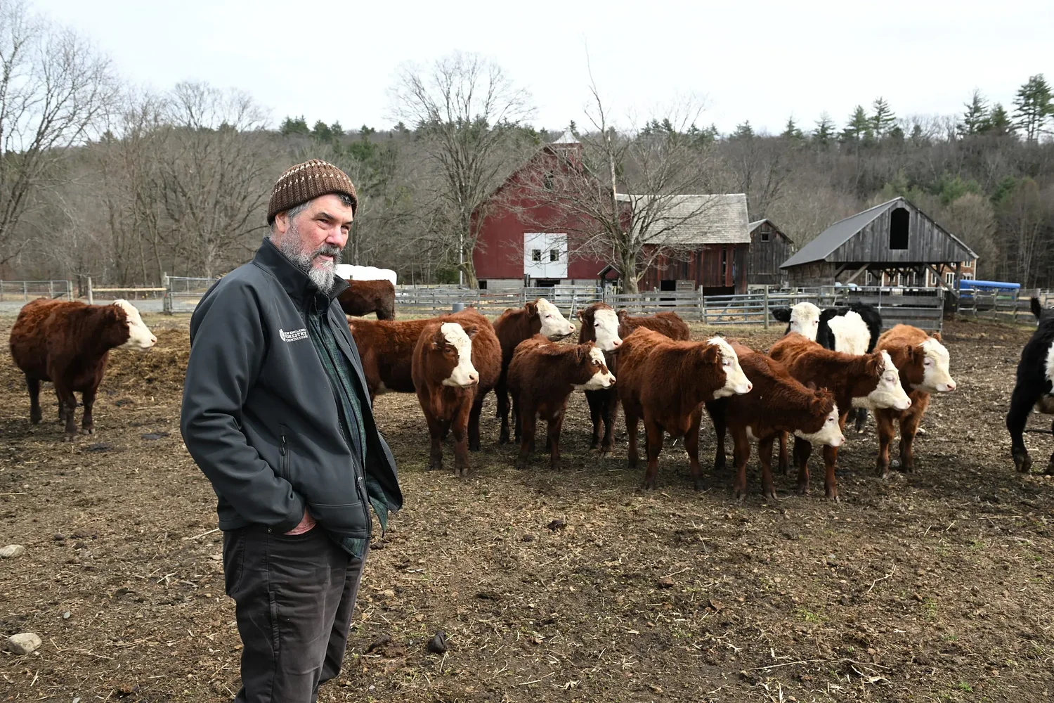 Valley Bounty: Steer-ing toward sustainability: Grass-fed beef and conservation go hand in hand at Bascom Hollow Farm in Gill