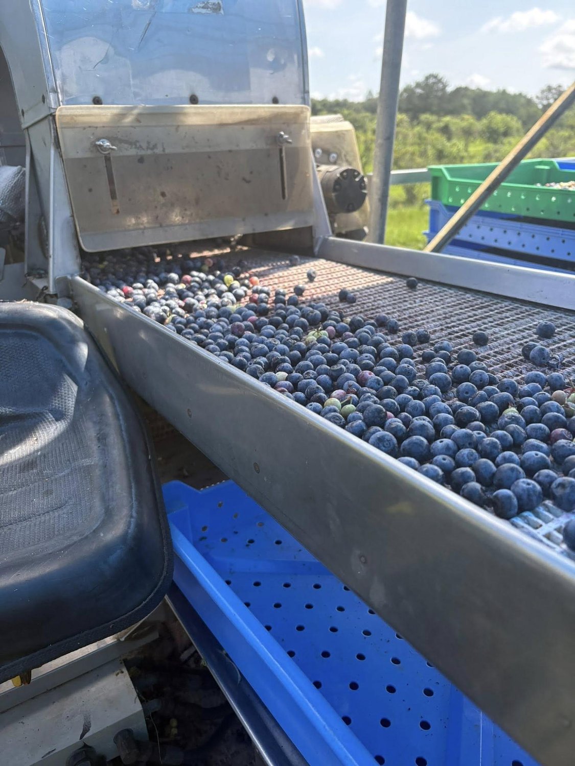 Weather damages Pearl River County blueberry crop