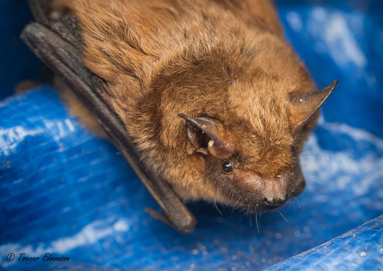 Rabid bat found in rural southern DeKalb County