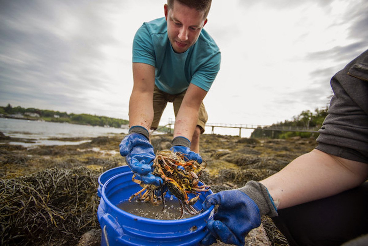 Maine gardeners find fertilizer help from things they get from the ocean