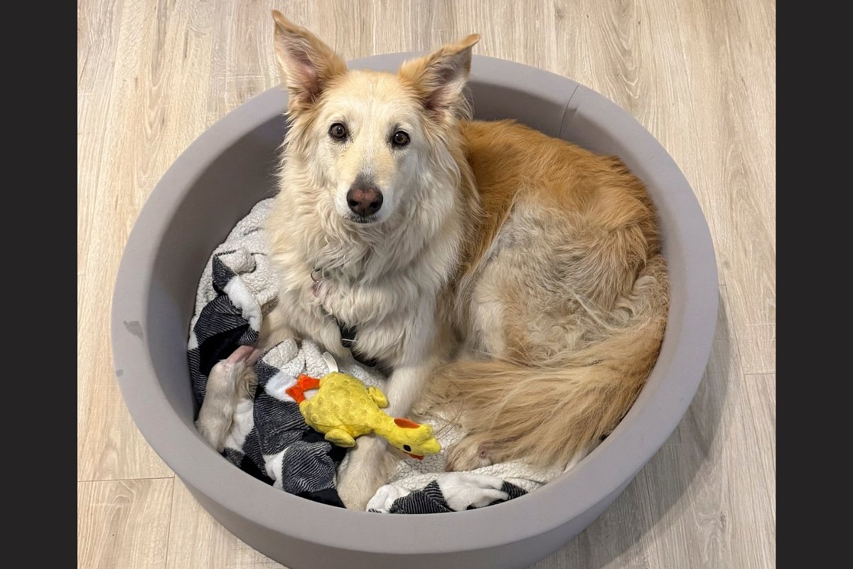 Dog traveling to Maine rescued nearly 24 hours after escaping along NJ turnpike