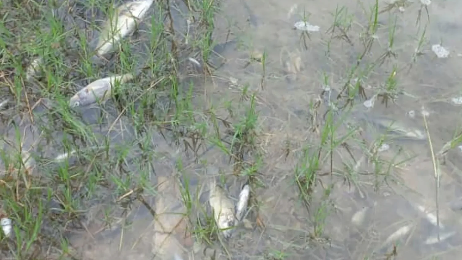 A river 'died' overnight in Zambia after an acidic waste spill at a Chinese-owned mine