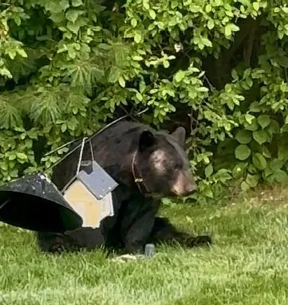 Bear-y unwelcome: Why MassWildlife says it’s time to ‘break up’ with bird feeders