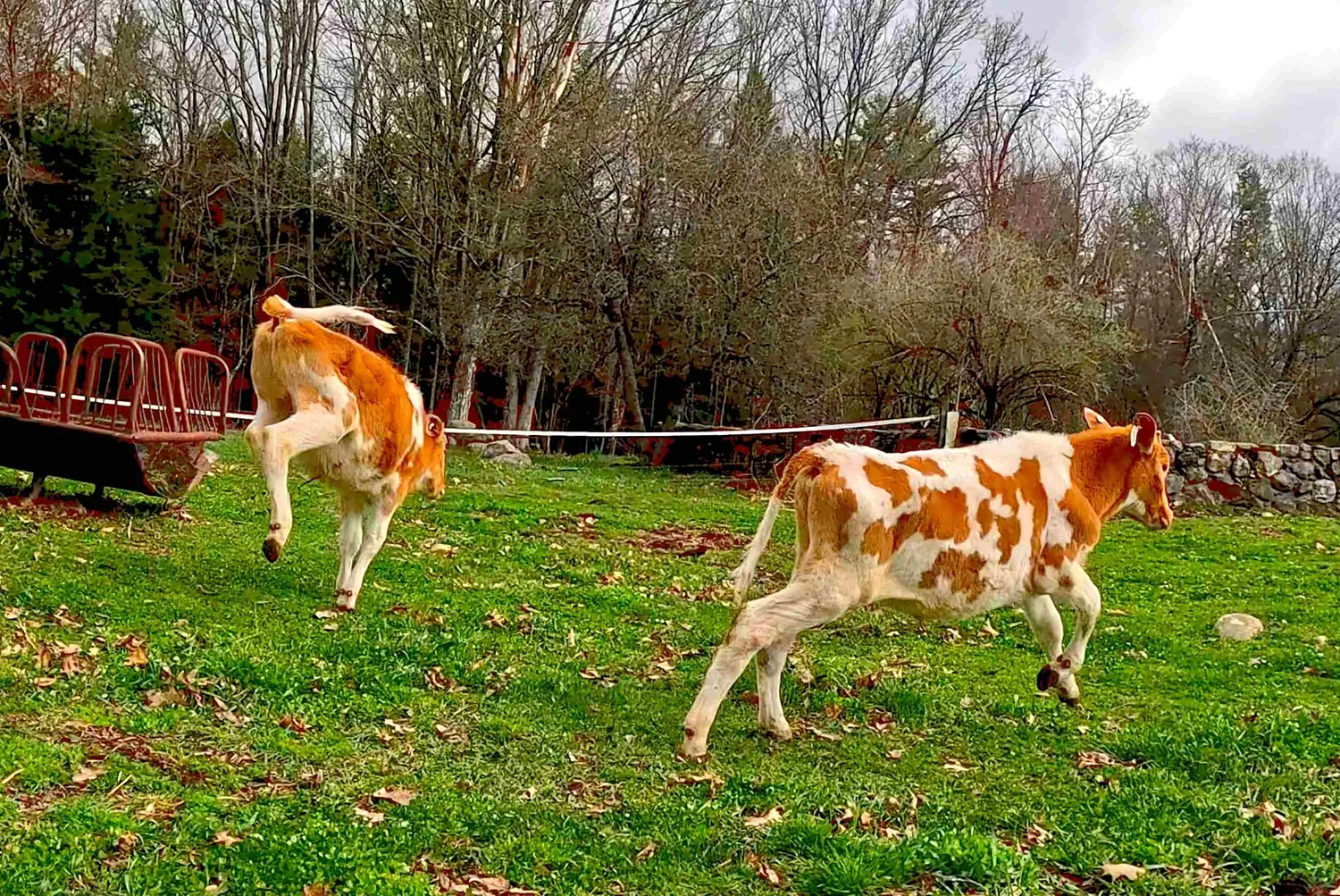 From the Farm: Springtime cow dances
