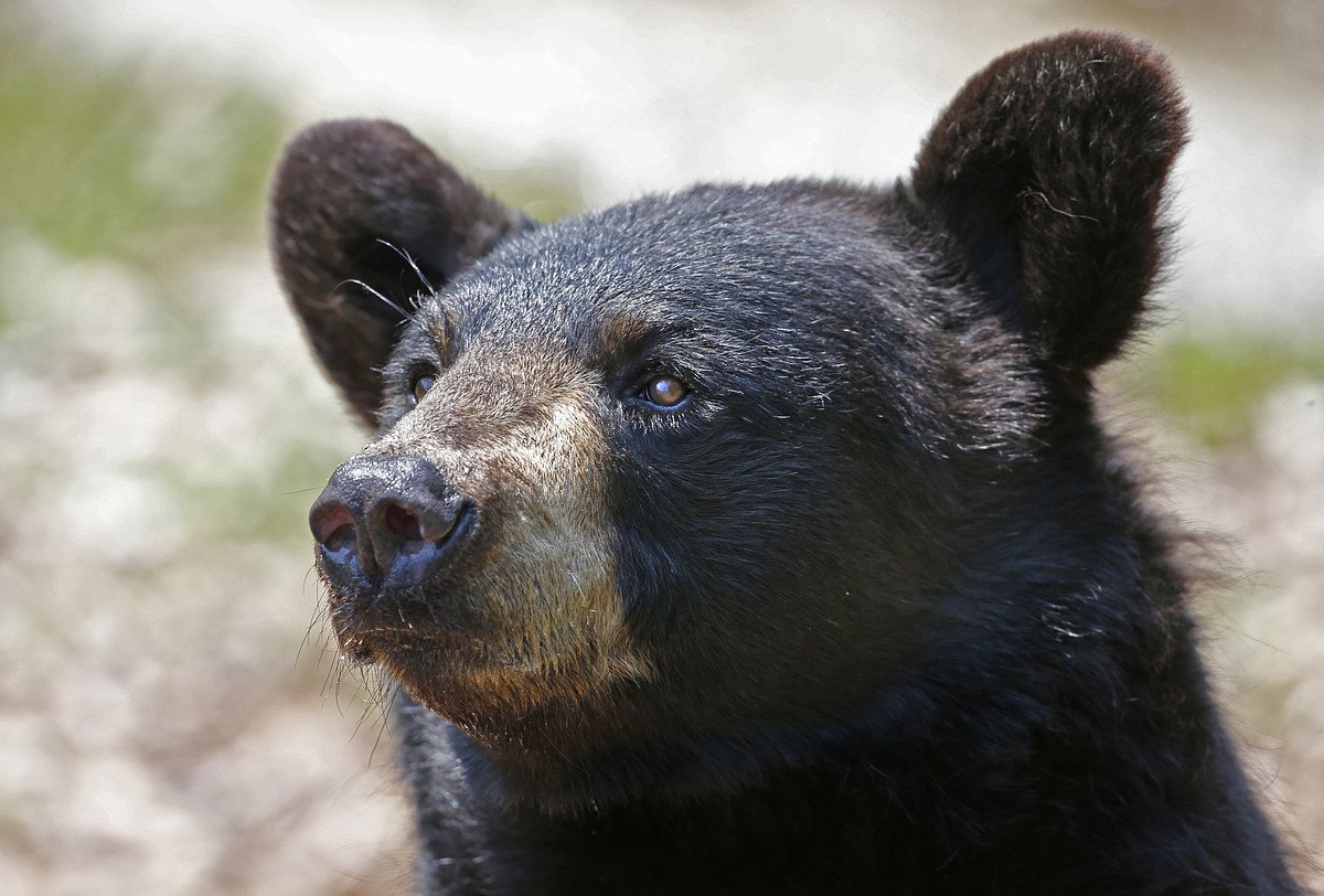 A black bear is wandering around Indian Island
