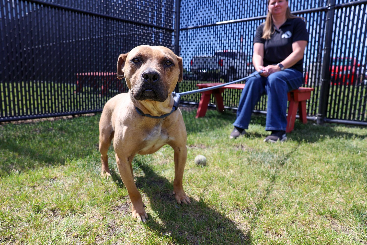 ‘Get the home they deserve’: 18 rescued fight dogs settle in at Kankakee Co. Animal Control