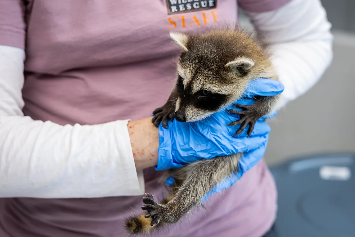 Austin Wildlife Rescue stops accepting some animals due to screwworm quarantine