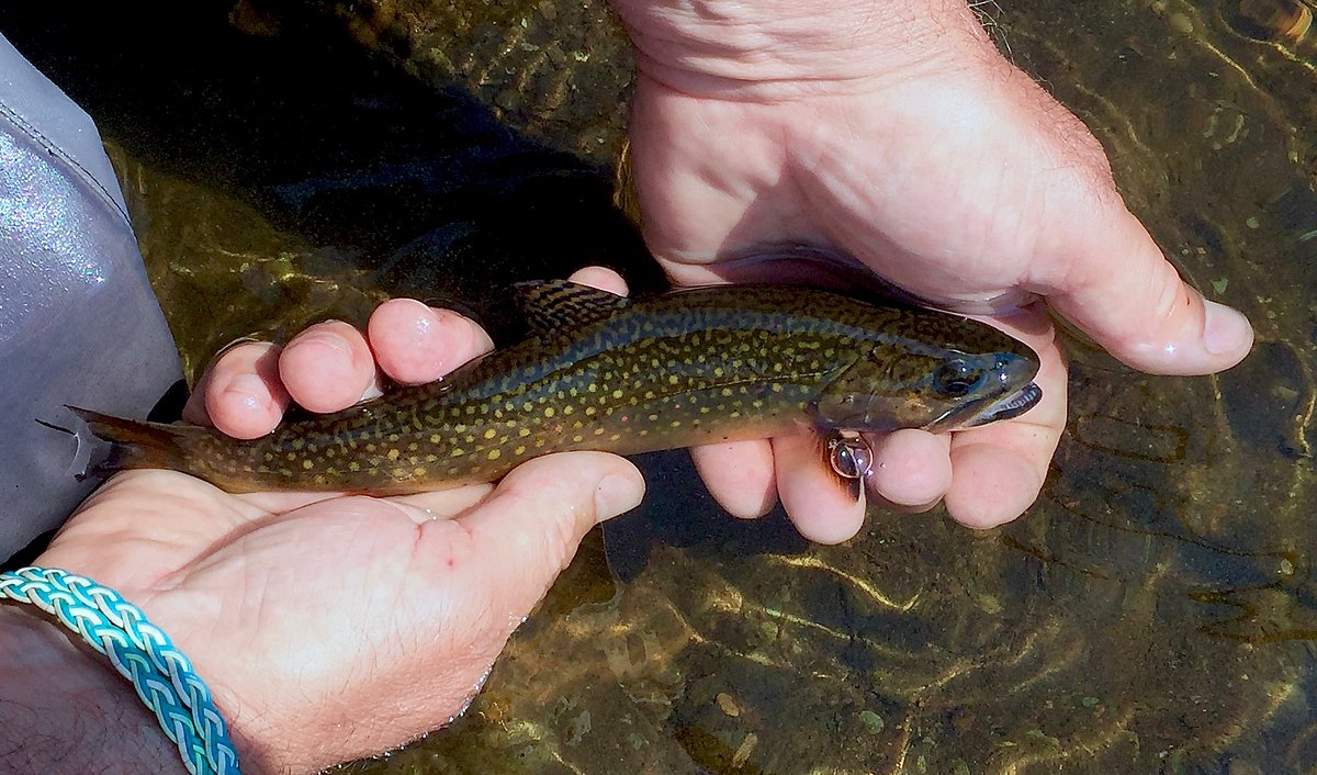 I returned to a favorite trout stream and everything had changed