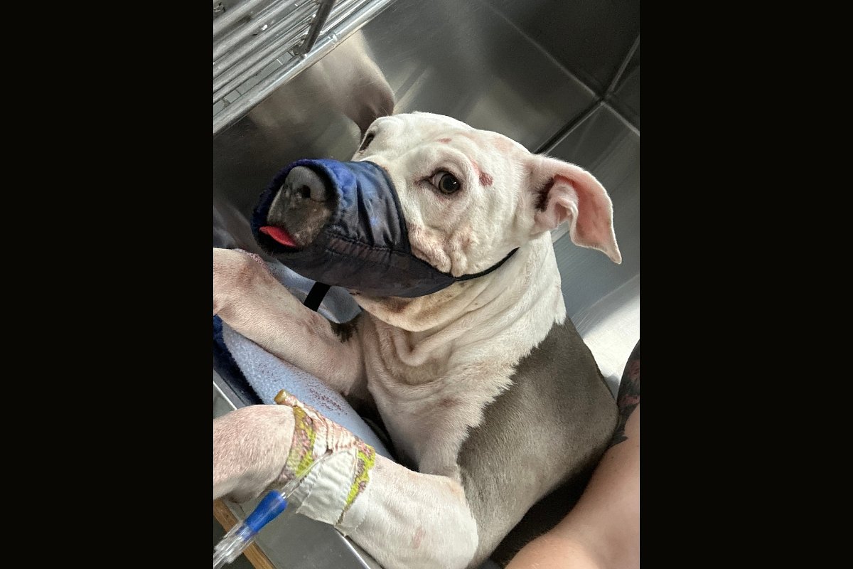 Bangor man says neighbor shot his dog