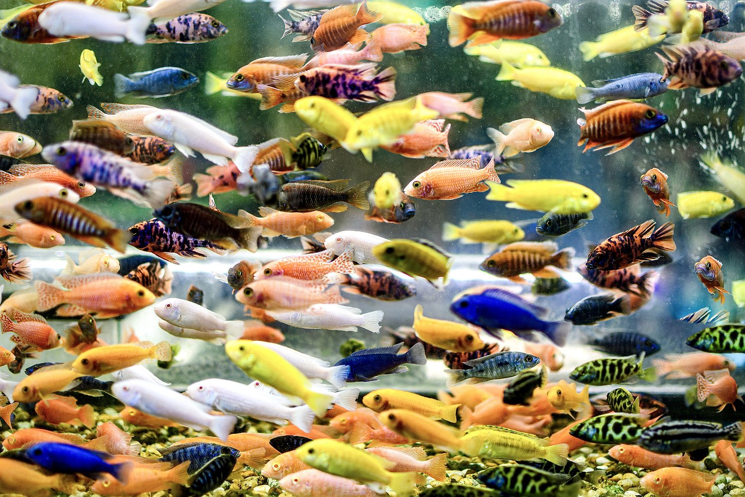 Dear Annie: My neighbor won’t speak to me because she thinks I killed her fish