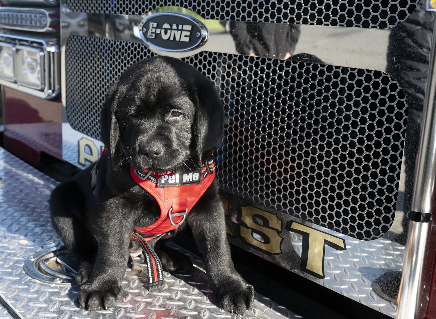 Amherst Fire's new comfort dog Wilson ready for duty