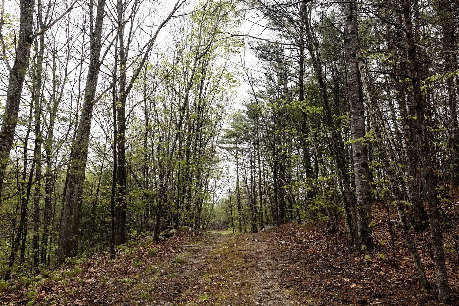 Opinion: The pure wilderness of NH