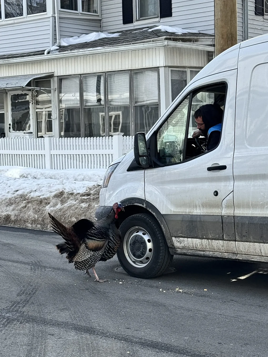 Fowl play? Wild turkey halts mail delivery in Ward 3 of Northampton
