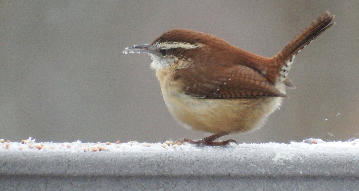 These Maine winter species are surprising even seasoned birders