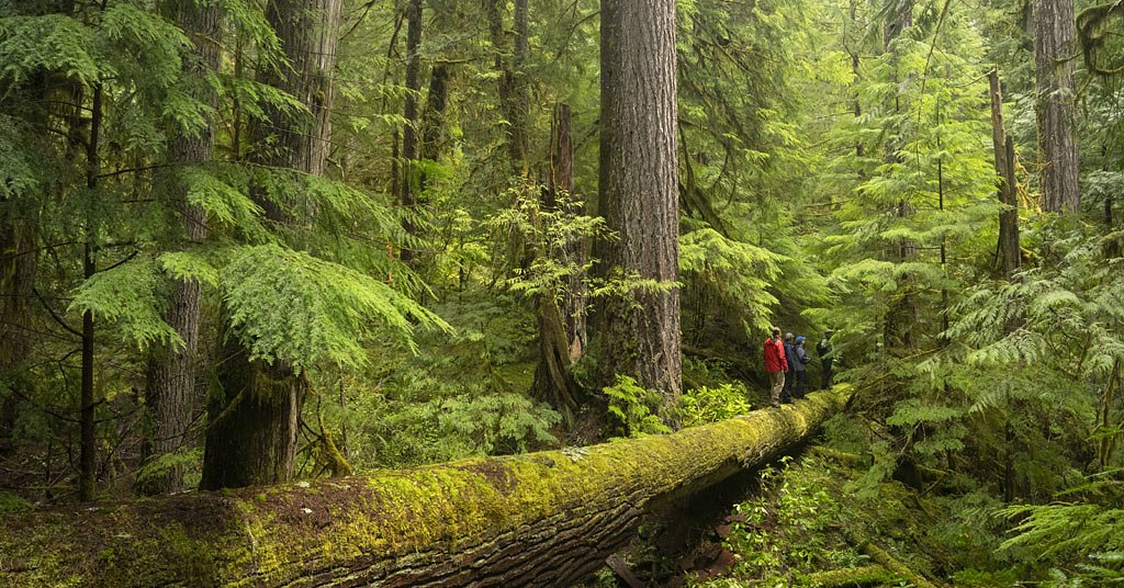 Can photography save old-growth forests? David Herasimtschuk hopes so