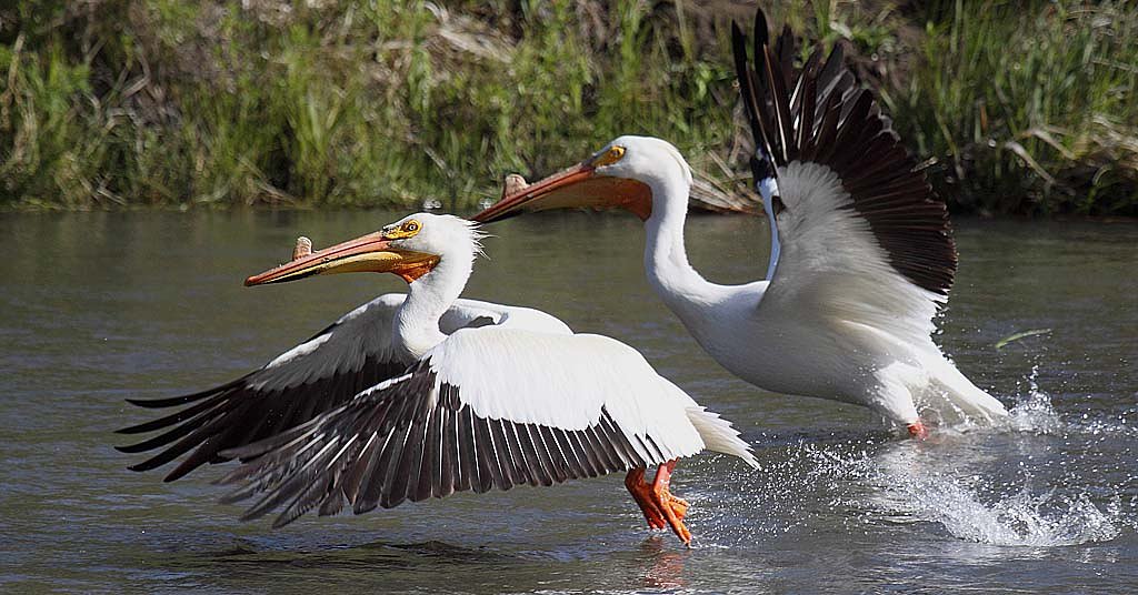 What are pelicans doing in the Columbia River?