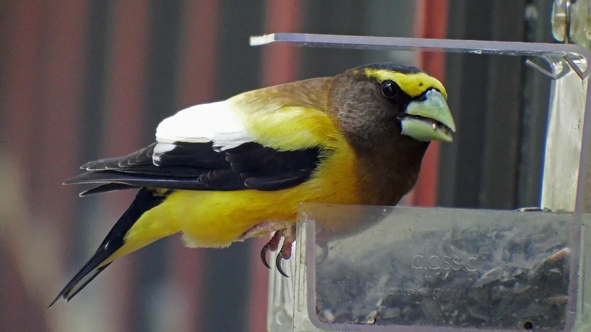 These birds have mostly disappeared from Maine. What happened?