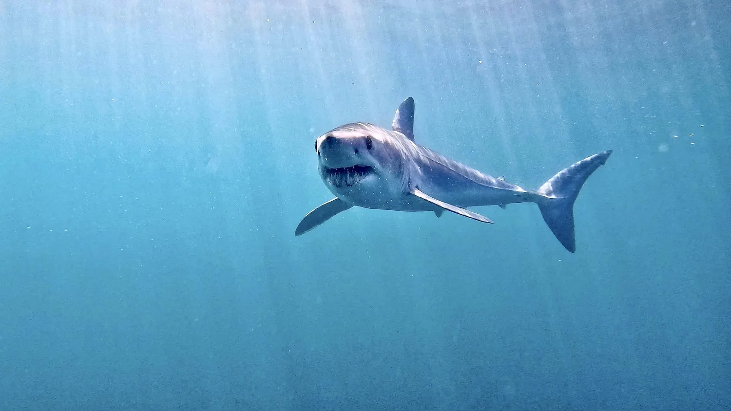 New docuseries exploring Rhode Island's coastal ecosystem premieres Thursday