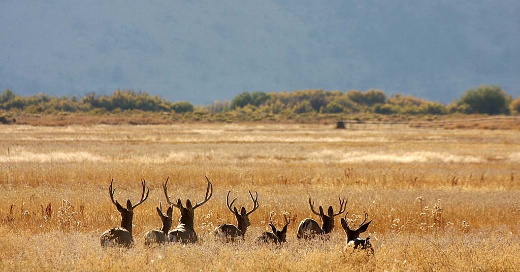 Big changes are coming to the way Oregon manages mule deer hunts