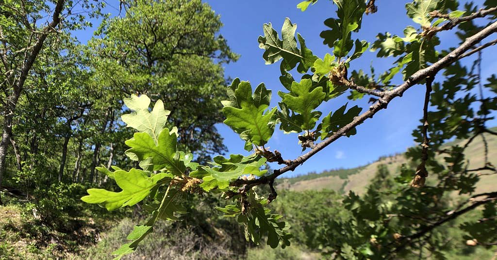 Oak trees at risk in Columbia Gorge