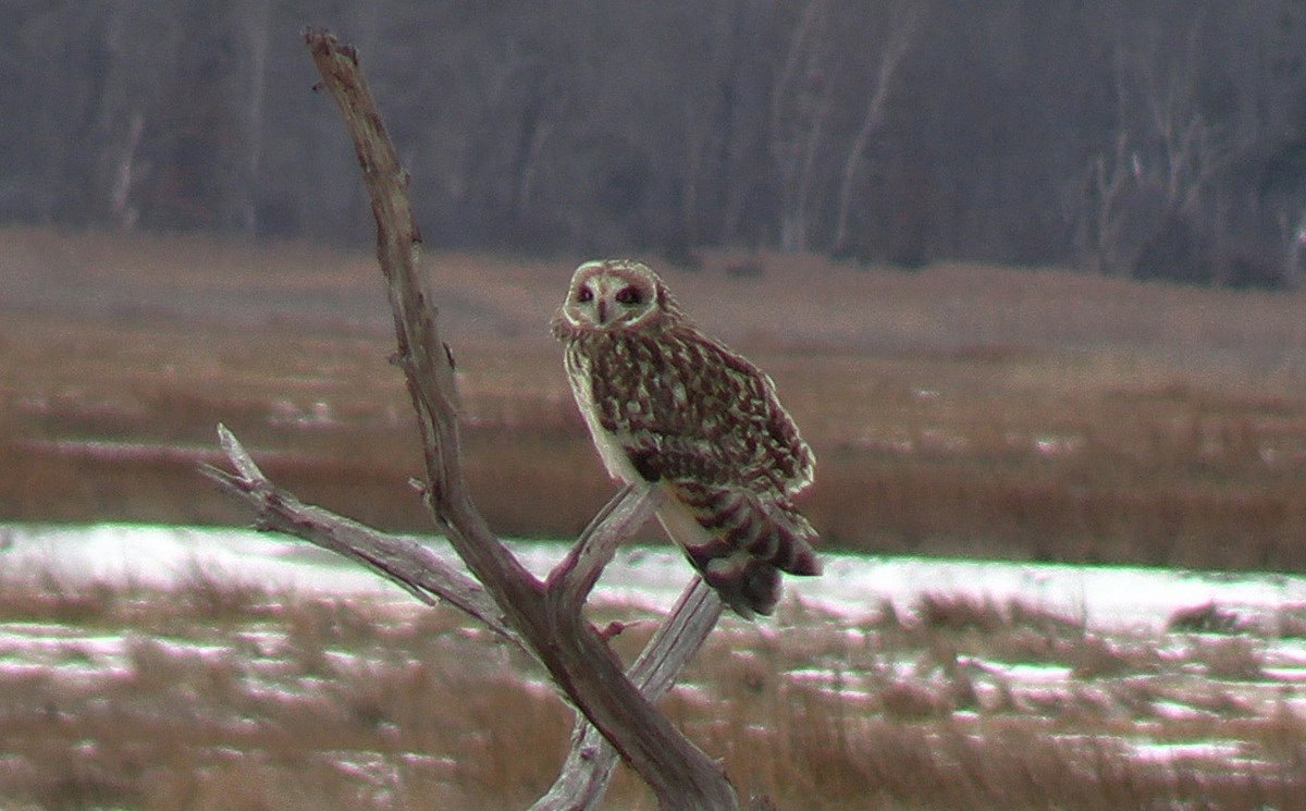 These are the owls that come to Maine and their hangouts