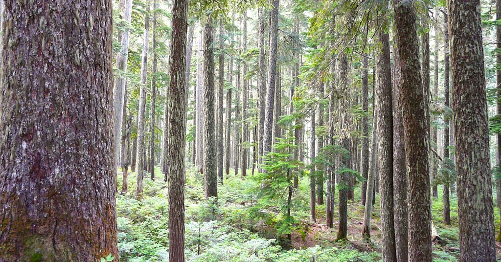 A new plan is afoot to log Mount Baker-Snoqualmie National Forest