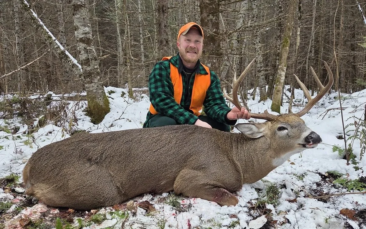 Record Maine deer harvest set with nearly 2 weeks left