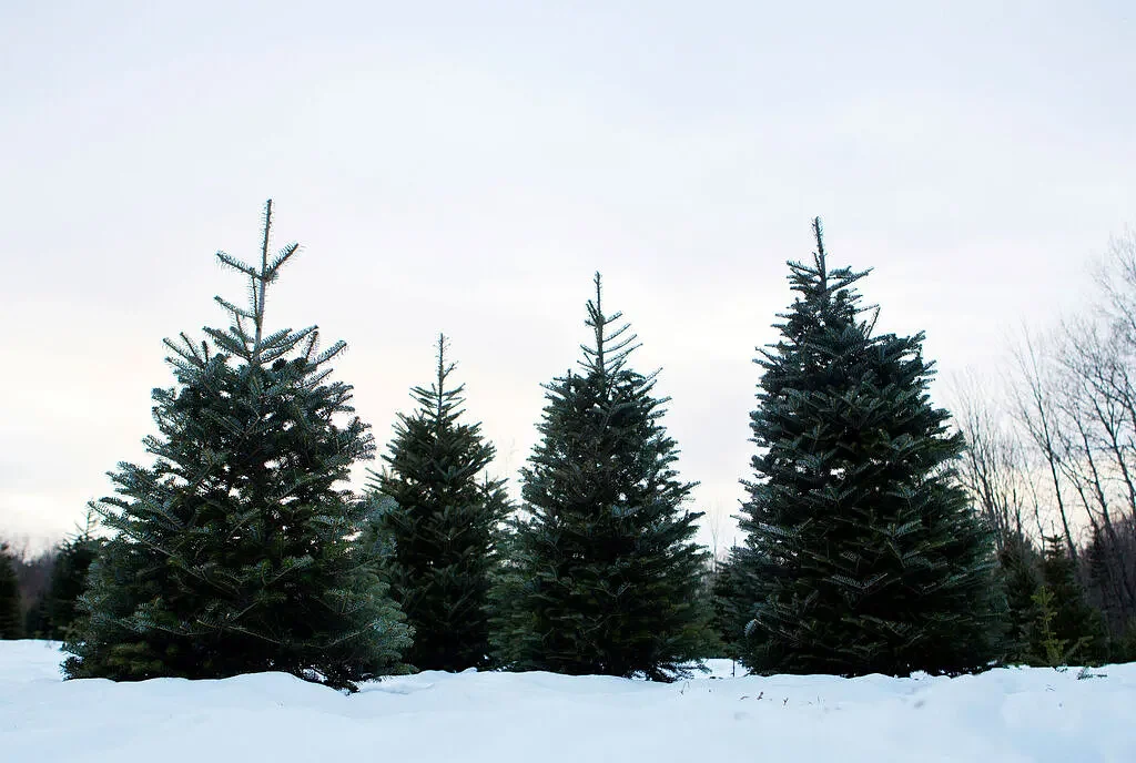 Why you should consider a living Christmas tree