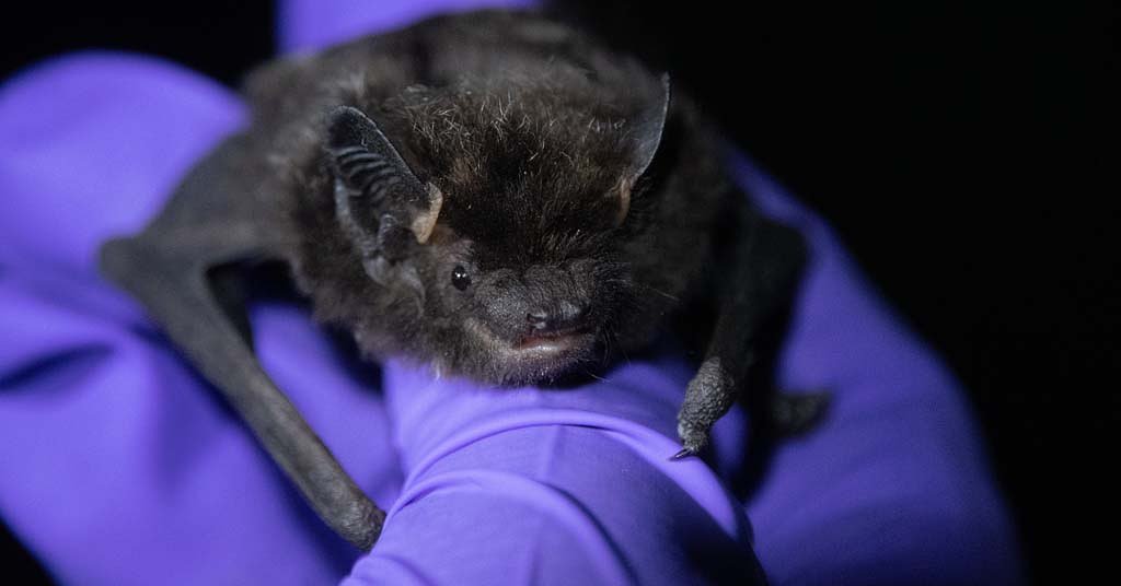 Wind turbines and white nose: The perilous lives of bats