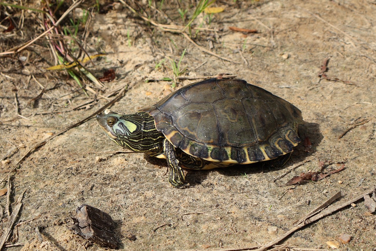 Proposed plan to restore numbers of the Pearl River map turtle would take decades