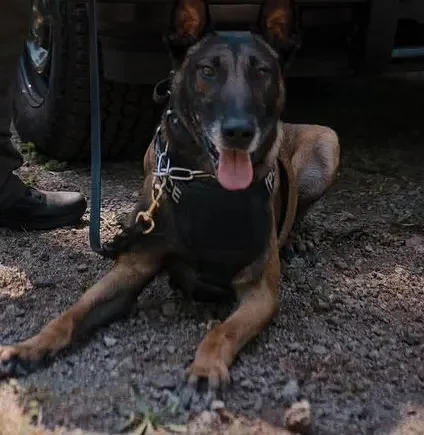 K-9 officer Chico's battle with cancer ends in euthanasia, Brookhaven mourns