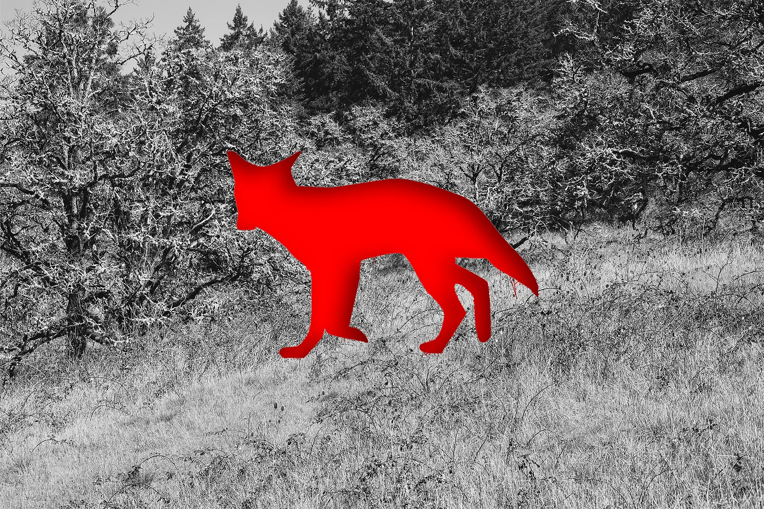 In Mount Pisgah euthanasia effort, shot coyote vanished into thicket