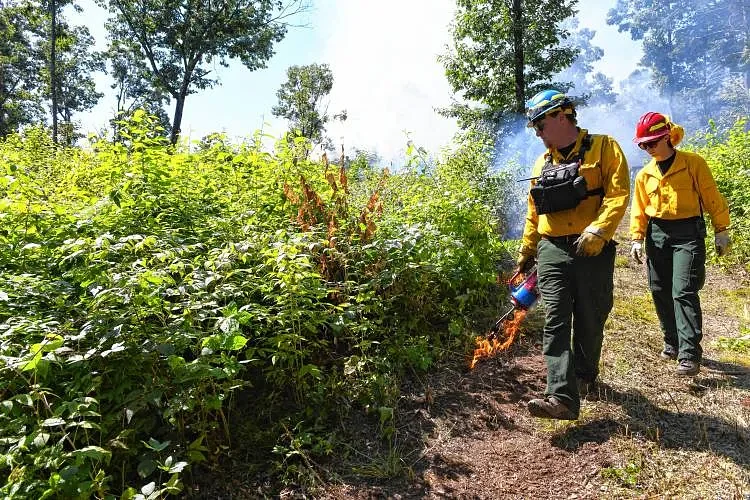 MassWildlife to conduct controlled burn at Montague Plains on Friday