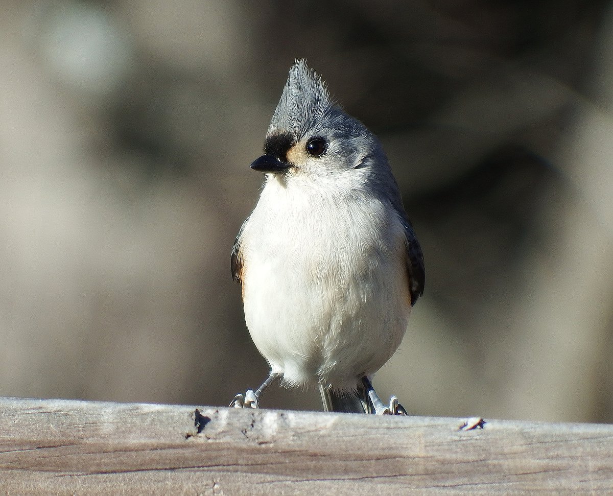 What backyard birds are really doing at your feeder
