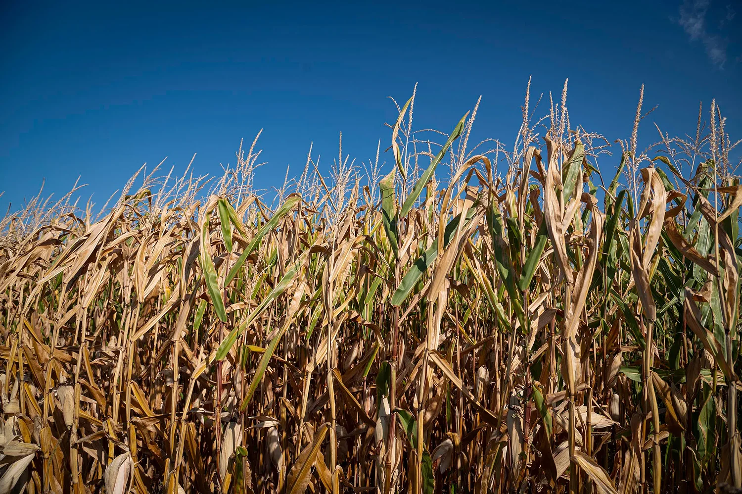 Drought cost Vermont farmers $15.9M 