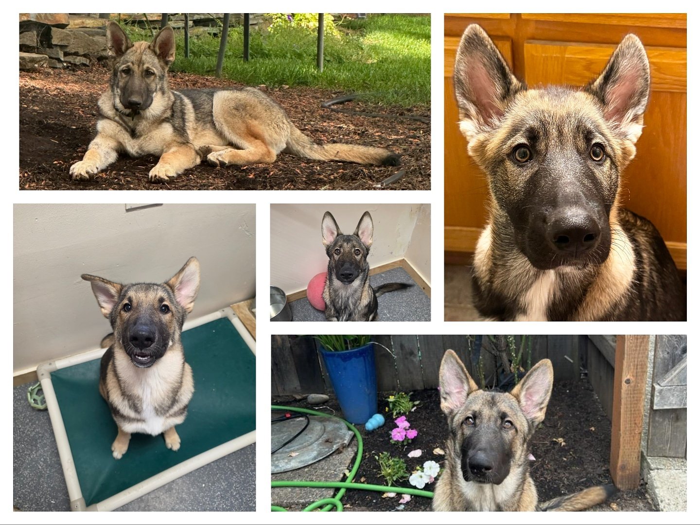 After 5 puppies developed bone disease, an Oregon animal rescue is suing the dog food company