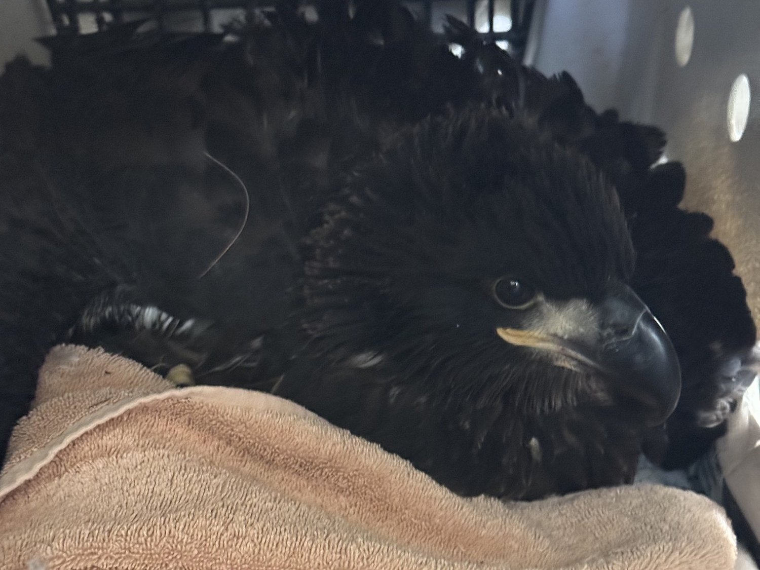 Despite early progress, future uncertain for eaglet with broken wings