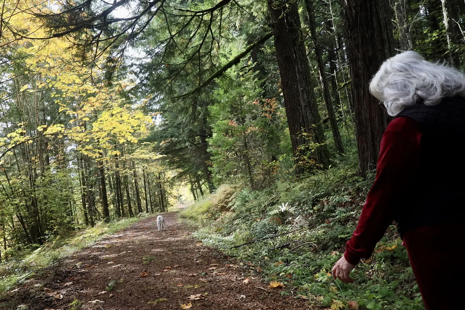 Walking for fitness, to ease regrets, to keep hope alive — it does it all