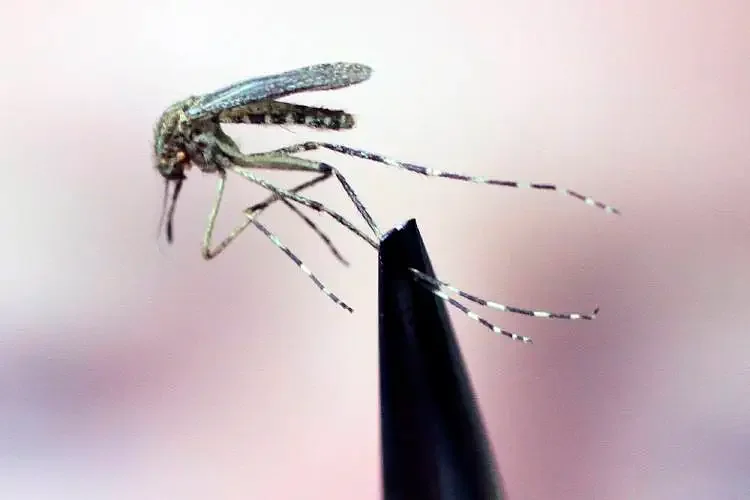 Windsor County resident tests positive for Jamestown Canyon virus