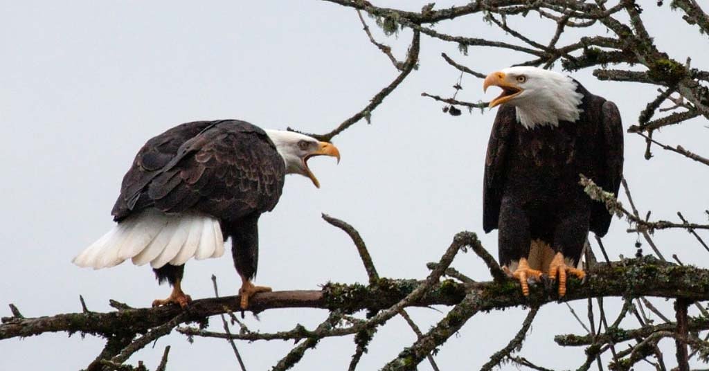 OPINION: Washington’s Fish and Wildlife Commission is being judged by flawed assumptions