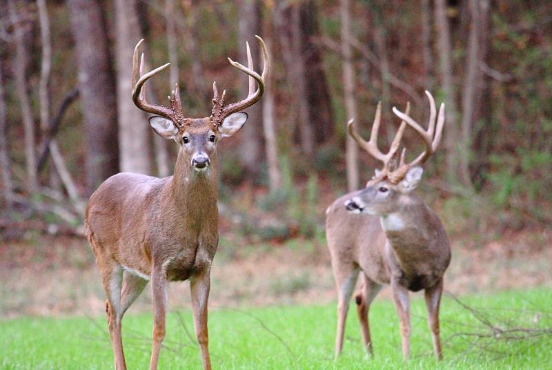 Mississippi may require deer hunters to report harvests