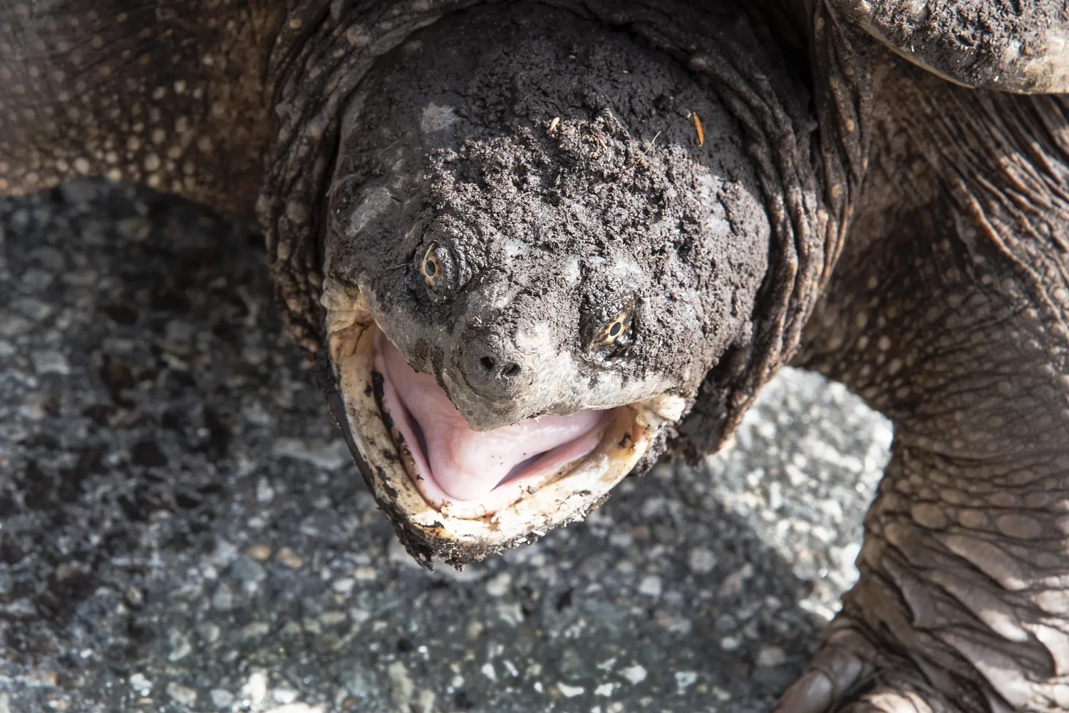 Opinion: Communing with snapping turtles
