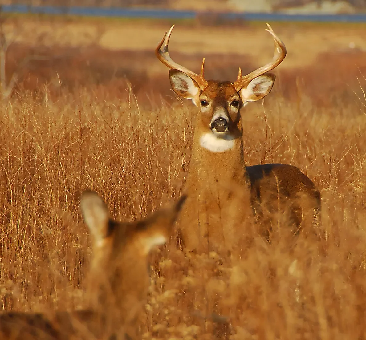 Speaking of Nature: The rut is upon us: Deer on the move, drivers beware