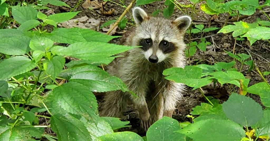 Get lost: How wildlife responds to hikers