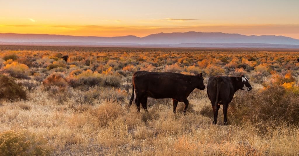 BLM blasted for ignoring its own permitting system