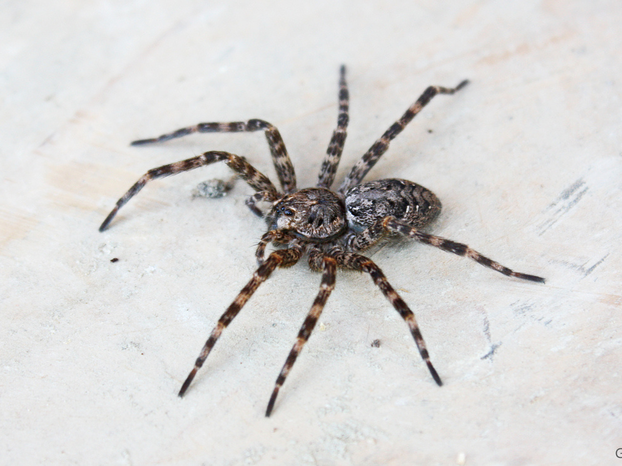 Meet the venomous Maine spider that comes out in the winter
