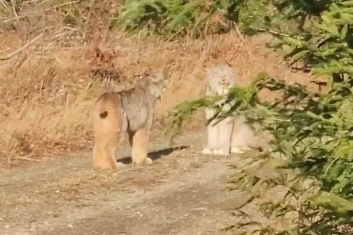 2 fighting Canada lynx caught on video in Aroostook County